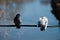 Two doves sit on a wire against a blue river on a warm sunny spring day