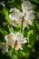 Two downy emerald dragonflies sitting on apple blossoms