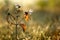 two dragonflies on a dry plant