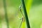 Two dragonflies on a green leaf