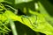 Two dragonflies on a green leaf