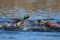 Two Drake Mallard Ducks Fighting on a Winter Lake