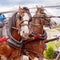 Two Draught Horses In Harness