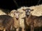 Two Drent Heath Lambs, standing in front of mother sheep.