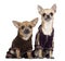 Two dressed Chihuahuas in track suits