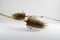 Two dried brown teasels arranged with white background