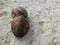 Two dried coconut on the sand background texture