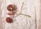 Two dried flower head with no petals on a rough painted wood background with room for text