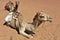 Two Dromedaries in the Wahiba Desert, Oman