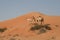 Two dromedary in isolated Oman desert