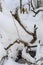 Two dry autumn leaves over bizarrely curved pine branches covered with snow in a winter forest