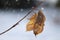 Two dry leaf on a branch on snowing background