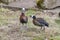 two duck in Jihlava ZOO, Czech Republic