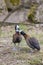 two duck in Jihlava ZOO, Czech Republic