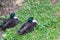 Two duck lying on the grass