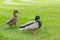 Two duck mallards on green grass