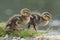 Two ducklings walking beside the pond on Southampton Common