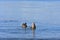 Two ducks on calm water