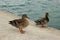 Two ducks in a city fountain