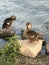 Two ducks cleaning their feathers