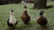 Two ducks and drake on a green grass. Drake is cleaning his feather. Two ducks and drake are speaking in a park.