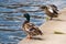 Two ducks or drakes seen next to concrete Bank near the water. Male and female