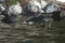 Two ducks enjoy a summer swim on a Seattle beach