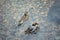 Two ducks float on crytal clear lake