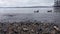 Two ducks float by the Lake Washington Shore edge as small, choppy waves push against them