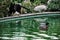 Two ducks on garden swimming pool with blurred puppy in background