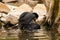 Two ducks having fun at the lake of Constance in Switzerland 28.4.2021