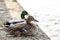 Two ducks male and female resting near a river