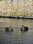 Two ducks on pond near bridge.