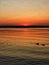 Two ducks sailing under an orange sunset