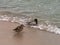 Two ducks on the shore of the pond, waterfowl went ashore, birds in the natural environment