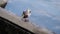 Two ducks standing on dam, preening feathers and looking around - slow motion