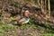 Two ducks standing on the grass in the shade