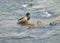 Two ducks standing in the shallow water