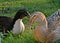 Two ducks standing and taking sunbath in the garden