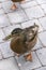 Two ducks strutting on terrace trying to get into house