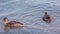 Two ducks swim together in a lake looking for food