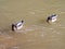 Two ducks swimming in non-limpid water