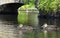 Two ducks swimming under a bridge.