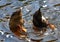 Two Ducks - synchronized swimming with their tails up.