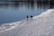 Two ducks talking on the partially iced lake in Central Park