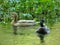 Two ducks in their natural environment on the pure water of the Sorgue river at Fontaine de Vaucluse in Provence