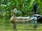 Two ducks in their natural environment on the water of the Sorgue river at Fontaine de Vaucluse in Provence