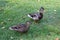 Two ducks walking on the grass in nature