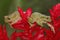 Two dumpy frogs resting on a wildflower.