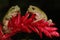 Two dumpy frogs resting on a wildflower.